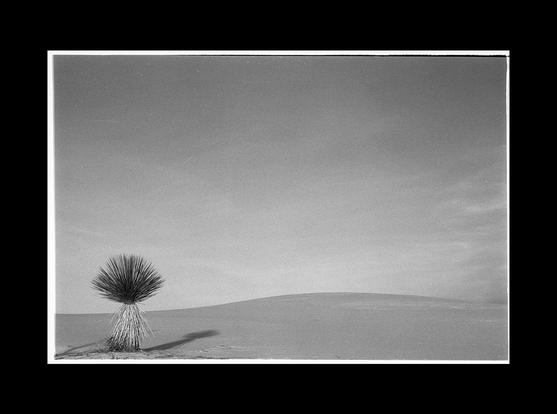 Yucca - White Sands, NM I